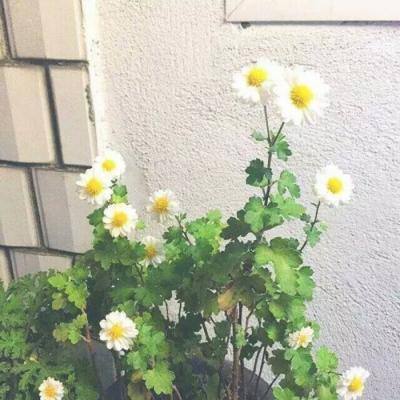 AOA体育