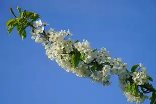 探索日本樱花云服务器的魅力，免费网站与在线观看的完美结合