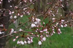 日本樱花服务器官网地址，日本樱花服务器官网介绍，探索樱花盛开的虚拟世界
