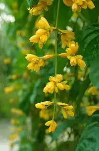 日本樱花樱桃能吃吗，日本樱桃花与樱桃，美丽与美味的交织