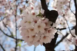 日本樱花服务器地址，日本樱花服务器，探索与体验之旅