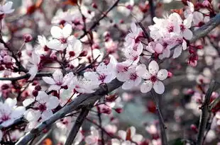 日本樱花云服务器hu，日本樱花云服务器，hu的云端之旅，邂逅桃花源