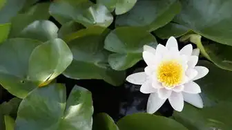 一台主机两个显示器独立桌面显示，一台主机双显示器独立桌面解决方案，打造个性化工作与娱乐空间