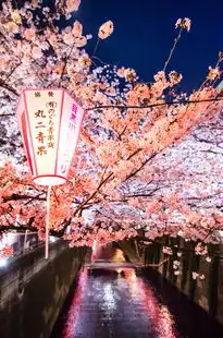 揭秘日本樱花云服务器免费网站，免费观看樱花美景，体验云端之旅