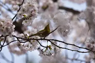 日本樱花云服务器hu，揭秘日本樱花云服务器，免费网站背后的真相与优势