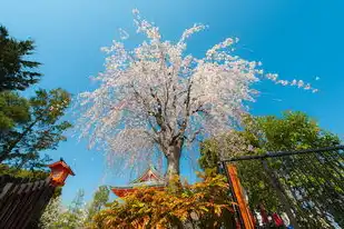日本樱花服务器正片免费，漫步云端，尽享樱花之美—揭秘日本樱花云服务器免费网站，正片免费在线观看之旅