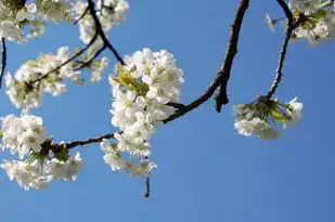 樱花云服务器网站游戏，樱花云服务器，打造极致游戏体验的云端天堂