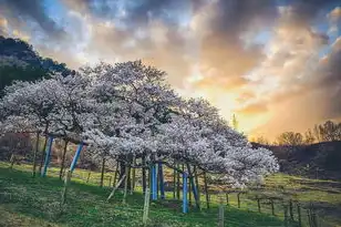 探索日本樱花云服务器，免费体验云端之旅，领略樱花之韵