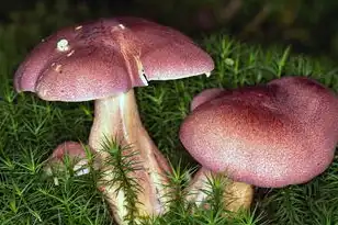 工信部域名信息，工信部指定域名注册服务机构全解析，权威认证与优质服务一网打尽