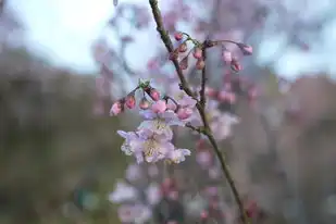 日本樱花服务器正片免费，日本樱花服务器，一场视觉盛宴，尽享免费正片的美妙之旅