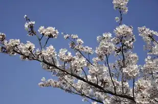 阿里云vps多少钱一个月，阿里云VPS性价比之选，揭秘每月仅需XXX元，打造专属云上空间