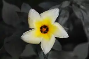 动态域名什么意思，动态域名注册地址详解，解析动态域名注册的意义与操作步骤