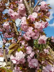日本樱花云服务器免费网站，体验云端樱花之美，畅享无限可能！