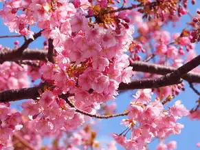 日本樱花云网站正片，日本樱花云服务器免费网站，带你领略樱花盛开的绝美风光