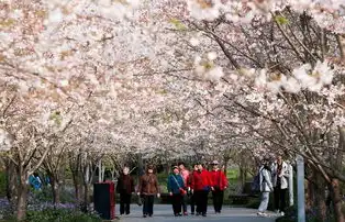 免费樱花服务器推荐下载，免费樱花服务器推荐，畅享日本游戏，轻松体验樱花风情！