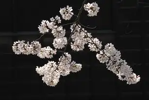 日本樱花服务器下载安装官网，日本樱花服务器下载安装指南，轻松体验日式游戏魅力