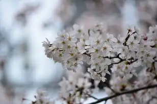 樱花在线服务器，樱花动漫免费服务器，一场视觉盛宴的无限畅享之旅
