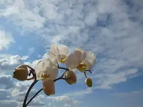 云桌面和云主机有啥区别，云桌面与云主机，深度解析两者之间的本质区别与应用场景