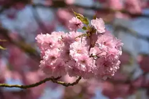 日本樱花云服务器hu，日本樱花云服务器hu桃花版深度评测，性能卓越，服务优质，带你领略云端之美
