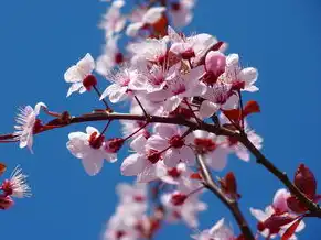 日本樱花服务器地址，探寻日本樱花服务器地址，桃花源中的云端之旅