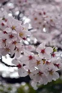 日本樱花服务器正片免费，日本樱花云服务器免费开放，山东用户专属福利与技术解析
