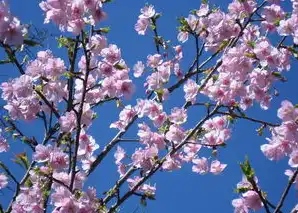 日本樱花和樱桃花的区别，日本樱花与樱桃花的植物学分野，云南免费服务器构建的樱文化数字生态图谱