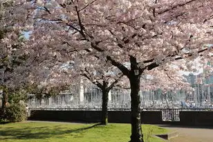 日本樱花服务器正片免费，日本樱花云服务器免费使用全攻略，如何合法合规地开启高效云服务？