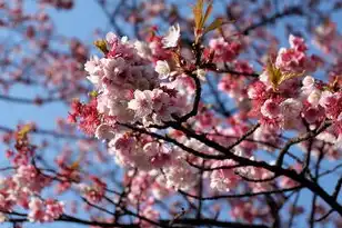 日本樱花服务器地址，日本樱花云服务器助力山东企业数字化转型，免费网站托管背后的技术革新与区域发展机遇