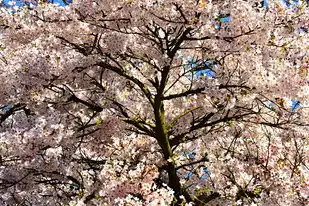 日本樱花服务器电影，日本樱花云服务器，深度解析其免费电影网站在线观看的技术架构与行业影响