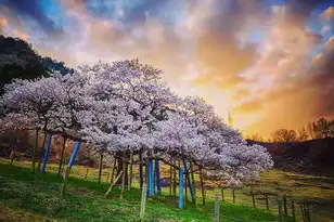 樱花在线服务器，日本樱花免费服务器动漫，从虚拟世界到文化符号的深度解析