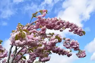 樱花cloud,安装Nginx环境