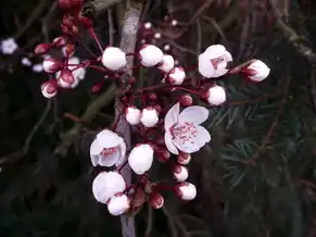 日本樱花云服务器hu，日本樱花云服务器深度解析，亚太地区企业部署的黄金选择