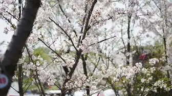 樱花云服务器网站游戏，樱花云服务器，开启全球游戏新纪元的运维革命