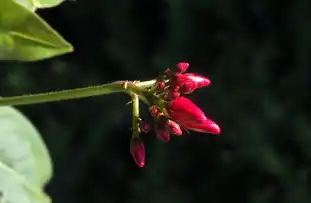 向日葵 显示连接远程主机成功 但不显示，向日葵远程连接成功不显示桌面问题的深度解析与解决方案