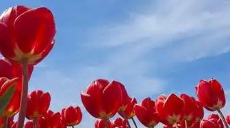 阿里云动态域名注册不了吗，阿里云动态域名注册不了吗？从基础配置到故障排查的完整解决方案