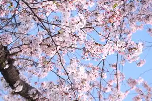 免费樱花服务器app，免费樱花服务器APP深度解析，功能、使用技巧与隐藏福利