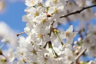 日本樱花服务器sakura哦在家，sakura哦在家，沉浸式日本樱花服务器体验全攻略