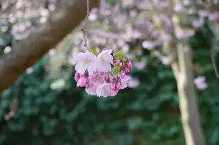 日本樱花服务器看b，日本樱花云服务器+人口蘑菇，解锁免费在线观影新体验的技术解析与使用指南