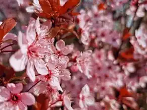 日本樱花服务器sakura哦在家，樱花纷飞的虚拟家园，日本樱花服务器哦在家的治愈之旅