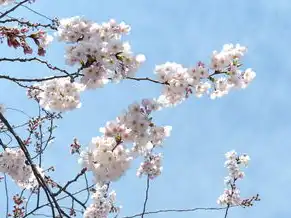 日本樱花云服务器hu，樱花云服务器，以东京湾畔的科技浪漫重构企业数字化未来