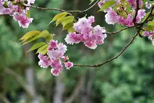 日本樱花服务器是什么软件，日本樱花服务器，功能解析与使用指南—从技术架构到行业应用全解析